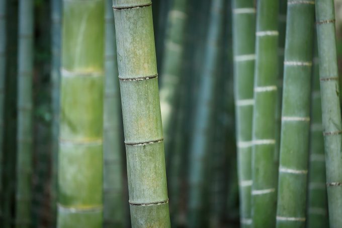 bamboo plant